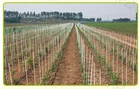 Garden Dongguan Sanchuang White Frp Fiberglass Stakes In Farming Or Garden Holder