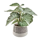 Wholesale High Quality Real Touch Artificial Leaf Plant Potted For Home Decor