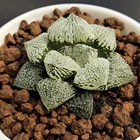 Ornamental H145 Haworthia Pygmaea 'Angle' Rare Succulent Live Plant 3'pot Indoor Plant Ornamental Plants