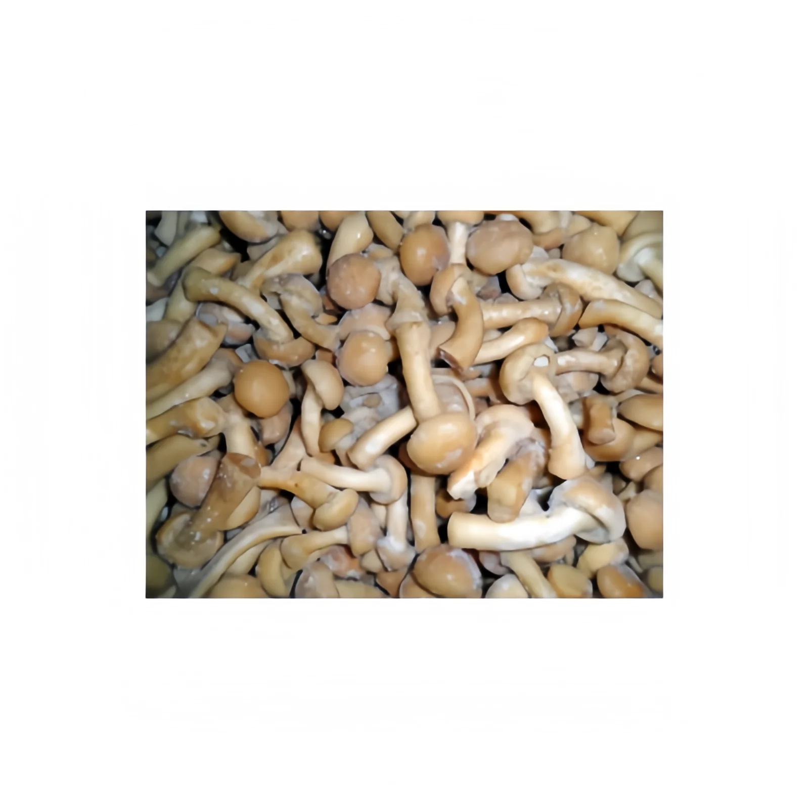 Nameko Shiitake Mushroom Cultivated Whole Dried And Frozen Premium