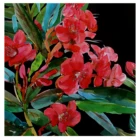 Color Parrot High Quality Multi Color Animal Sale Handmade Custom Parrot Oil Paintings