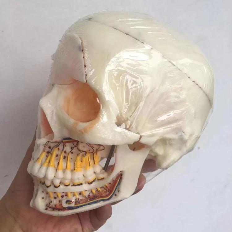 human skull showing teeth