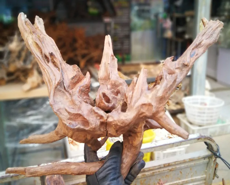 Wholesale Aquatic Plants Landscaping Packaging Export Modeling Fish