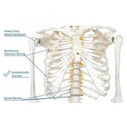 Model Human Anatomical Skeleton Model YJ721