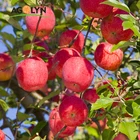 Apple AGOLYN Chinese Fresh Red Juicy Fuji Apple