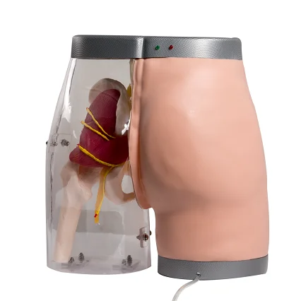 General Doctor Advanced Buttocks Intramuscular Injection Simulator