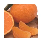 Oranges Orange Sale In Bulk Valencia Oranges Fresh Sweet Fresh Orange