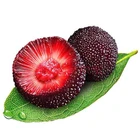 Fruit Fruits Wholesale High Quality Fruit Sweet Fresh Bayberry Waxberry Fruits Factory