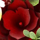 Pink Decoration High Quality Red Wood Curl Pink Flower Wreath Valentines Party Supplies Wedding Decoration