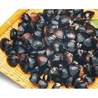 Shellfish Extraordinary Flavour Hot Selling Shellfish Frozen Cooked River Clam For Sale