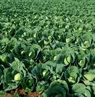 Seeds High Quality Agricultural Plants Green Vegetable Seeds Cabbage Seeds