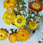 Chrysanthemum Natural Dried Flowers Colorful Chrysanthemum Immortal Bouquet Home Living Room Bedroom Wedding Decoration