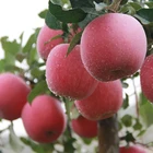 Fruit Fuji Apples Apple Fresh Fruit Red Fuji Apples