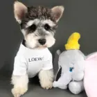 Dog Shirt Comfortable Thin Summer Cotton Dumbo Dog T Shirt Puppy Pet T Shirt