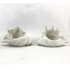 Sea Resin Antique Sea Snails Shells For Decoration