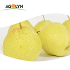 Pear Agolyn Hot Sale Wholesale Price Premium Chinese Fresh Ya Pear