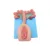 Animal Veterinary Model Silicone Sow Artificial Insemination Anatomy Model