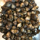 Shellfish Hot Selling Frozen Seafood Importers Highly Quality Hard River Clam In Shellfish
