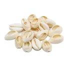 Natural Shell Shell Natural Seashells Craft Half Cut Split Sea Shell Cowrie Shell Decor Seashell Conch Shell