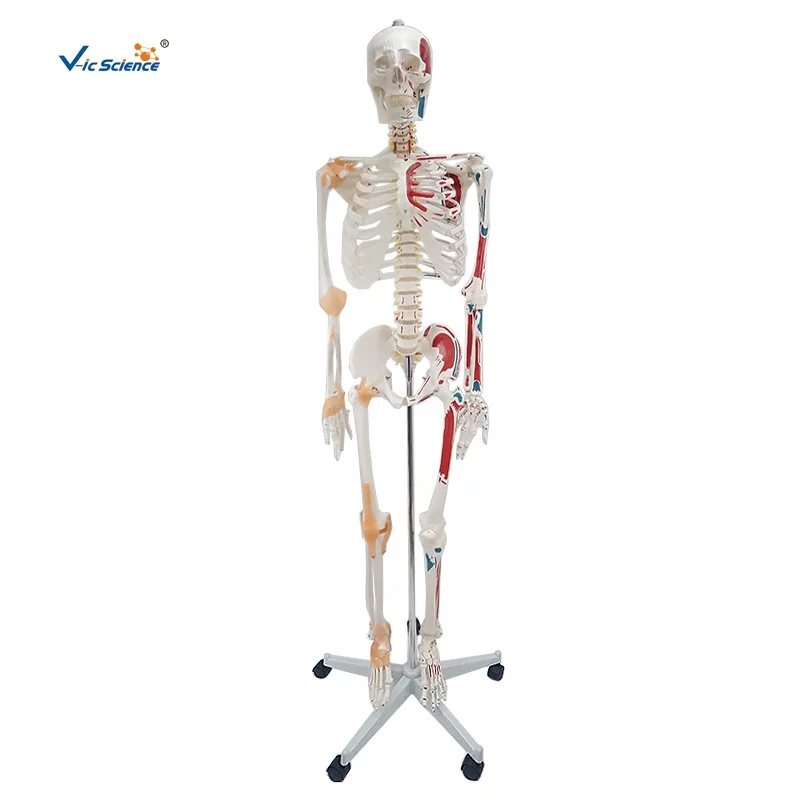 Life Size 180cm Human Skeleton Model With Colored Muscles And Ligaments