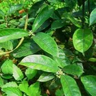 Natural Hot Selling Pure Natural Morinda Officinalis Extract Powder For Natural Sexual Herbs