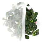Netting Insect Mesh Net 50 Mesh Crop Cover Plant Frost Protection Fabric Insect Netting Various Sizes