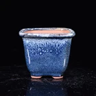 Bonsai Mini Bonsai Pots High Quality Bonsai Of All Types Available Wholesale And Retail