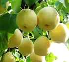 Pear Wholesale Factory Directly Supply Sweet And Juicy China Fresh Ya Pear