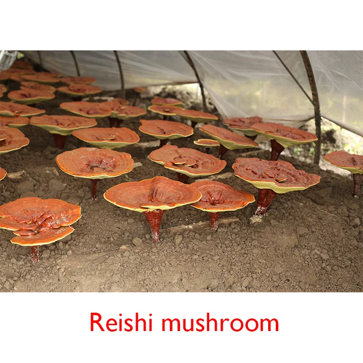 eu & usda certified organic reishi mushroom powder mushroom