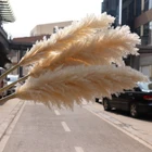 Wholesale Cortaderia Selloana Phragmits Communis Natural Dried Large Tall Decoration Cream Beige Pampas Grass