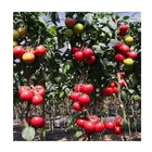 Seeds Best HIgh Yield Cold Resistant Big Red Indeterminate Hybrid F1 Tomato Seeds From China