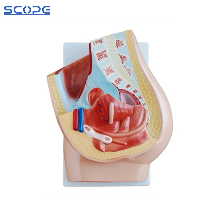 Human Pvc Simulation Female Pelvic Sagittal Section Anatomical Section