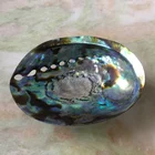 Raw Shell Crafts Wholesale 5 Inch Raw Large Australian Bulk Abalone Shell For Smudging Kit Natural Crafts