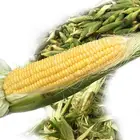 Corn Corn Canned Corn Canned Sweet Kernel Corn Fresh Corn