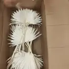 Yunnan Hot - Selling Dried Leaf Dried Small Palm Fan For DIY Design