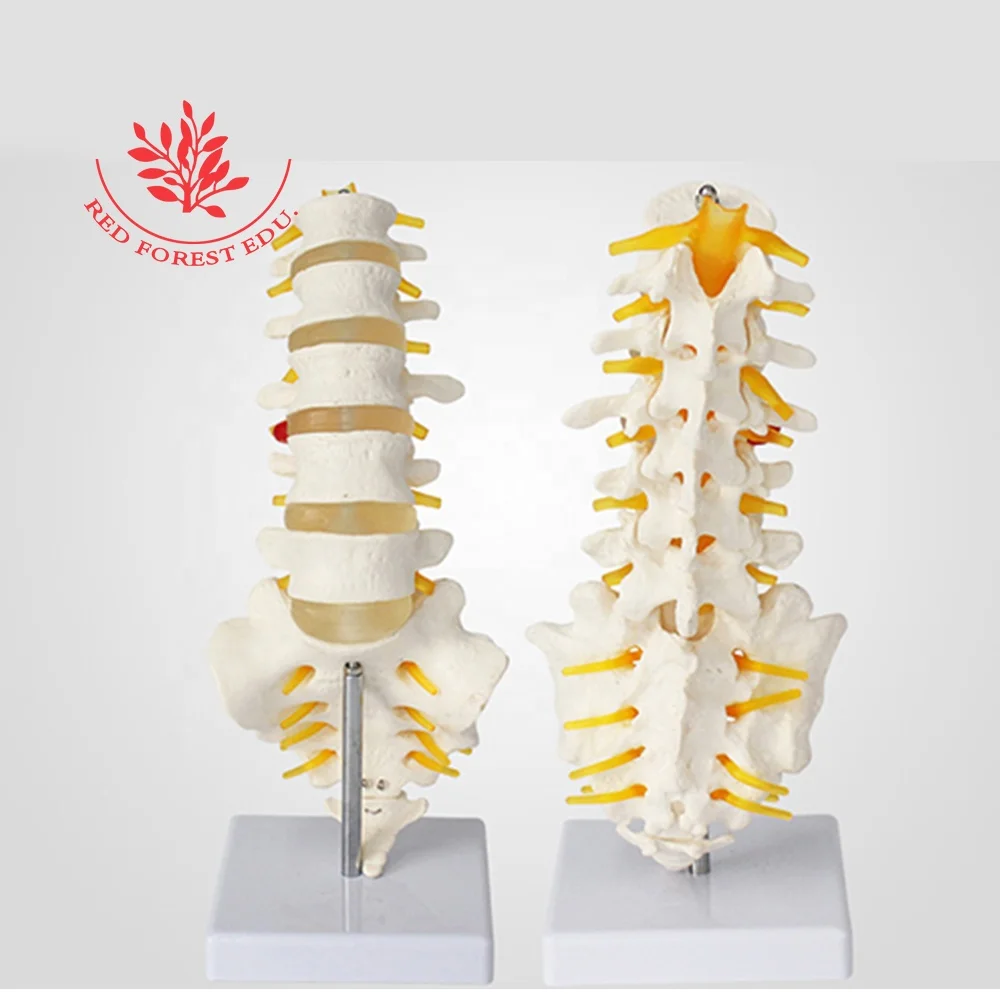 lumbar vertebrae model five-segment lumbar spine