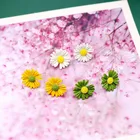 Stud Factory Supplies The New Color Flower Simple Ear Stud White Yellow Green Fresh Flower Ear Stud