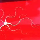 Pure Wild Ginseng Root Panax Ginseng Changbai Mountain Renshen Yeshanshen Organic Herbs Jilin Beiyao