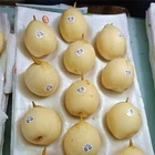 Pear Pears Ya Pear Fresh Ya Pears/Ya Lie New Crop Pear Sweet Healthy Fresh Pears Fruit Wholesale Price