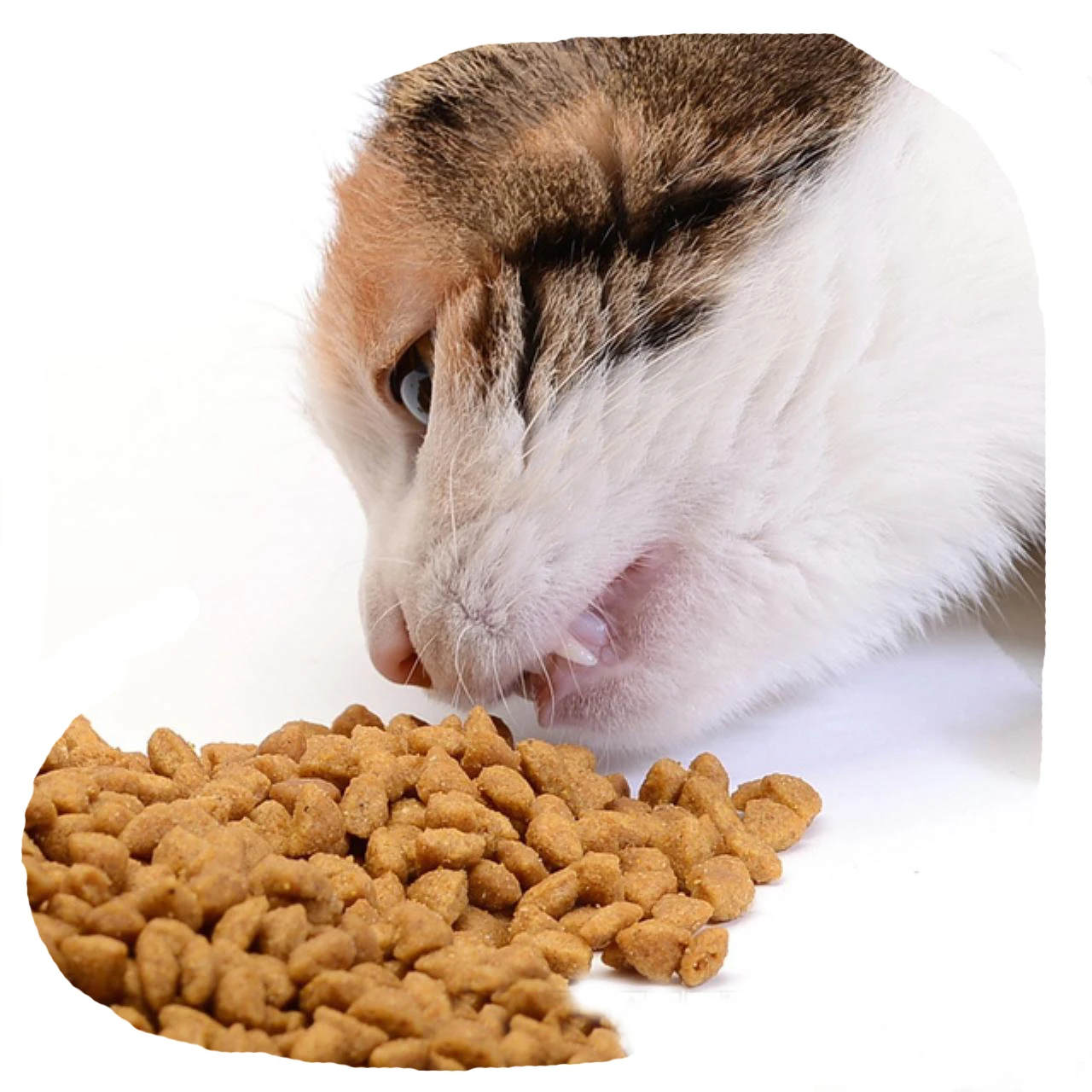 bulk dry cat food wholesale