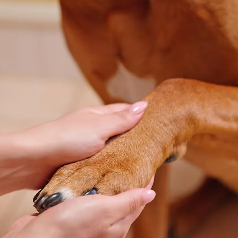 Dog Nose & Paw Pad Moisturizer Argan Oil Dog Paws Soften Essential Oil Pet Paw Moisturizing Argan Oil