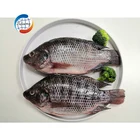 Water Breast Fresh Water Farming Red Breast Gss Tilapia