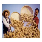 Nuts Organic Nuts Walnuts Excellent Quality Wholesale Mixed Walnut Nuts