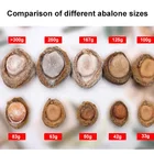 Abalone Wholesale Yellow Flat Round Food Abalone Star Fresh Abalone Price
