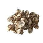 Abalone Sea Shell Custom High Quality Durable Using Various Abalone Conch Sea Shell Supplier