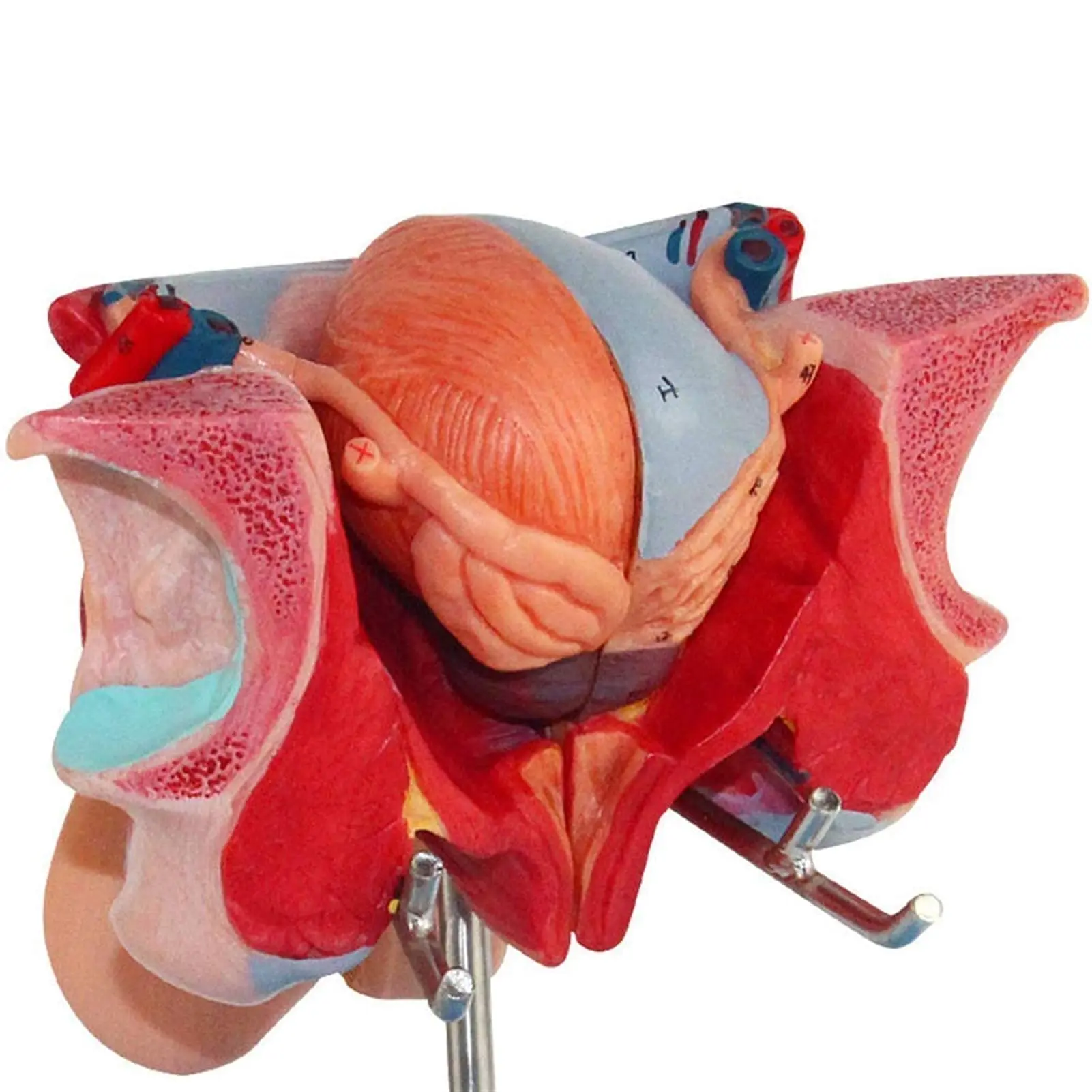 Kyrenmed Male Genital Organ Model Reproductive Anatomical Model