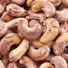 Fresh Cashew Nuts Cashew Nuts W320 W240 Export Cashew Nuts From Vietnam