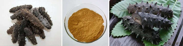 ISO Factory Supply Sea Cucumber Extract Powder.jpg