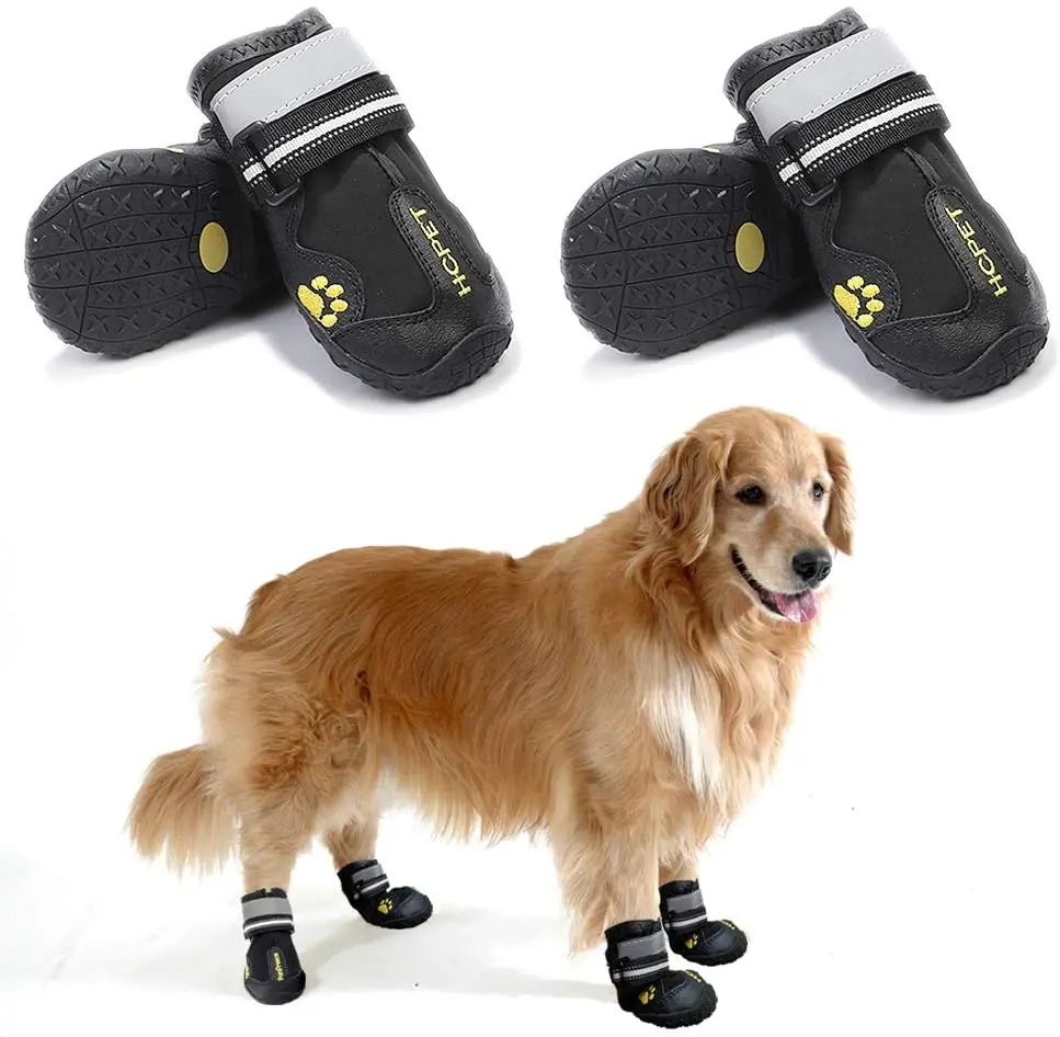 can dogs walk with shoes