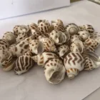 Pearl Shell High Quality Rare Natural Gemstone Healing Folk Crafts Pearl Big Sea Clam Shell Decor
